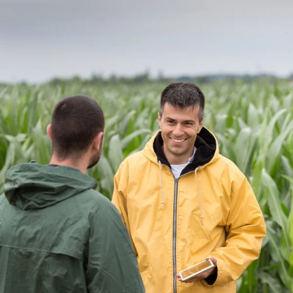 Two farmers with tablet standing in a cornfield talking.