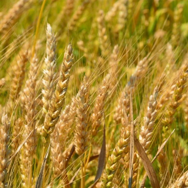 Grains of wheat